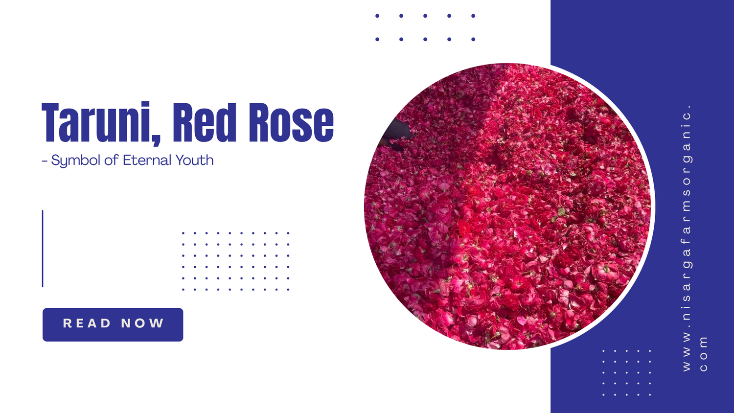 Taruni, Red Rose - Symbol of Eternal Youth