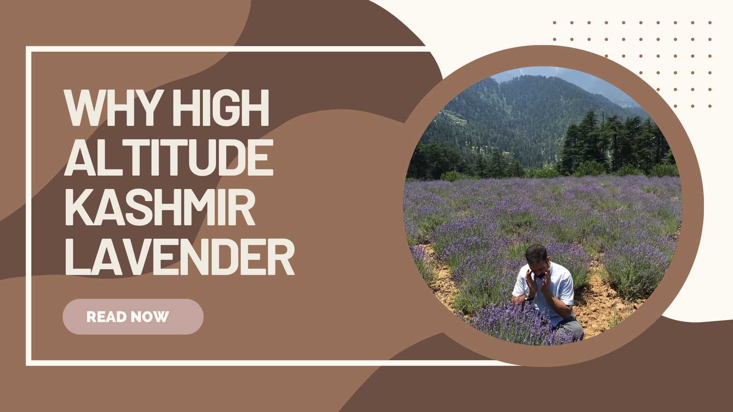 WHY HIGH ALTITUDE KASHMIR LAVENDER