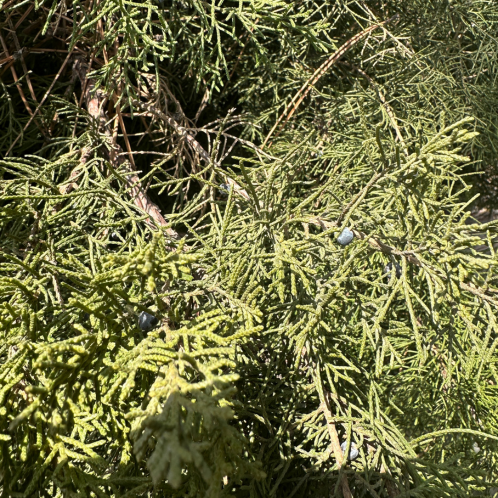 Juniper Leaf Essential Oil