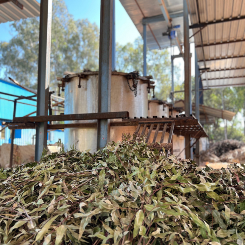 Eucalyptus, Wild
