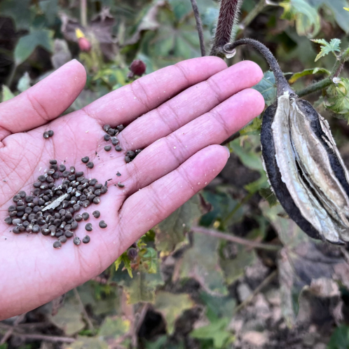 Ambrette (Musk Seed),Wild