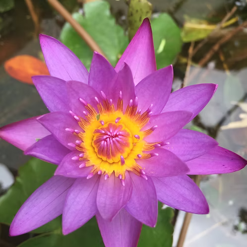 Blue Lotus/Lily Absolute