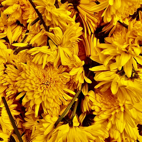 Chrysanthemum Absolute