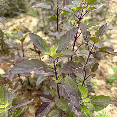 Holy Basil Essential Oil