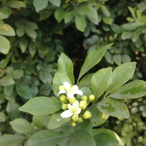 Jasmine Auriculatum Absolute