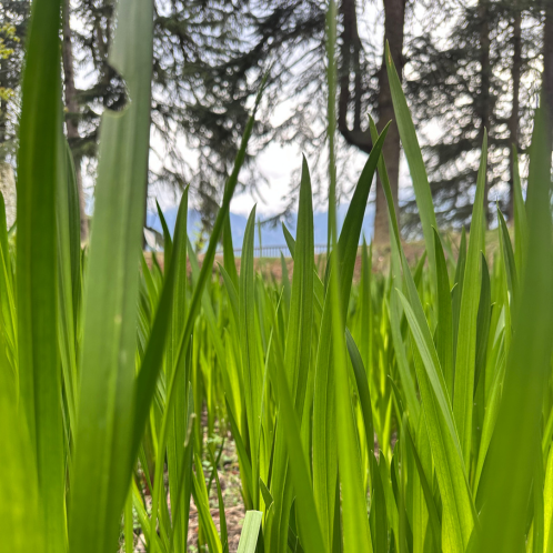 Calamus Essential Oil