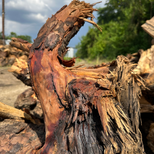Cedarwood Essential Oil, Kashmir