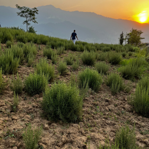 Rosemary Essential Oil, Kashmir/Himalaya