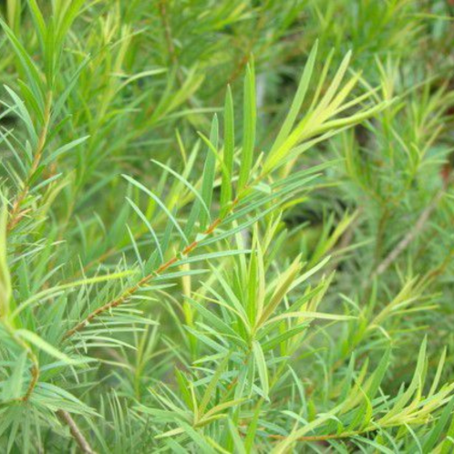 Tea Tree
