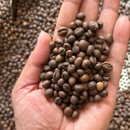 Coffee Bean CO2 (Arabica)