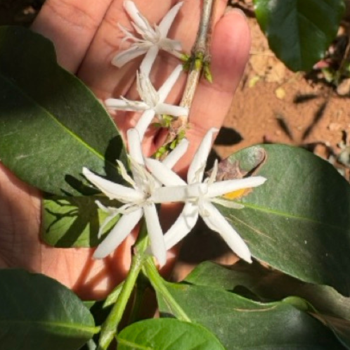 Coffee Flower Absolute