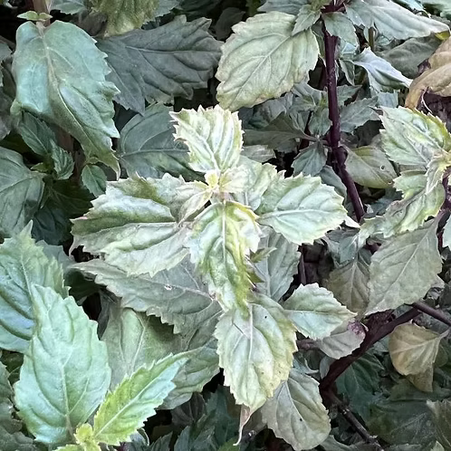 Patchouli(Himalaya)