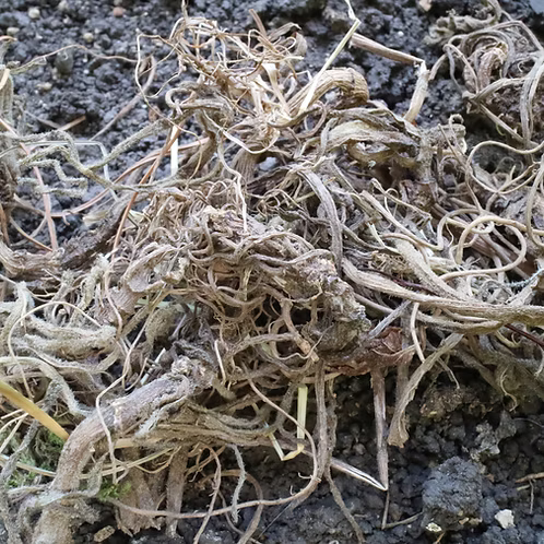 Valerian Essential Oil, Kashmir Himalaya