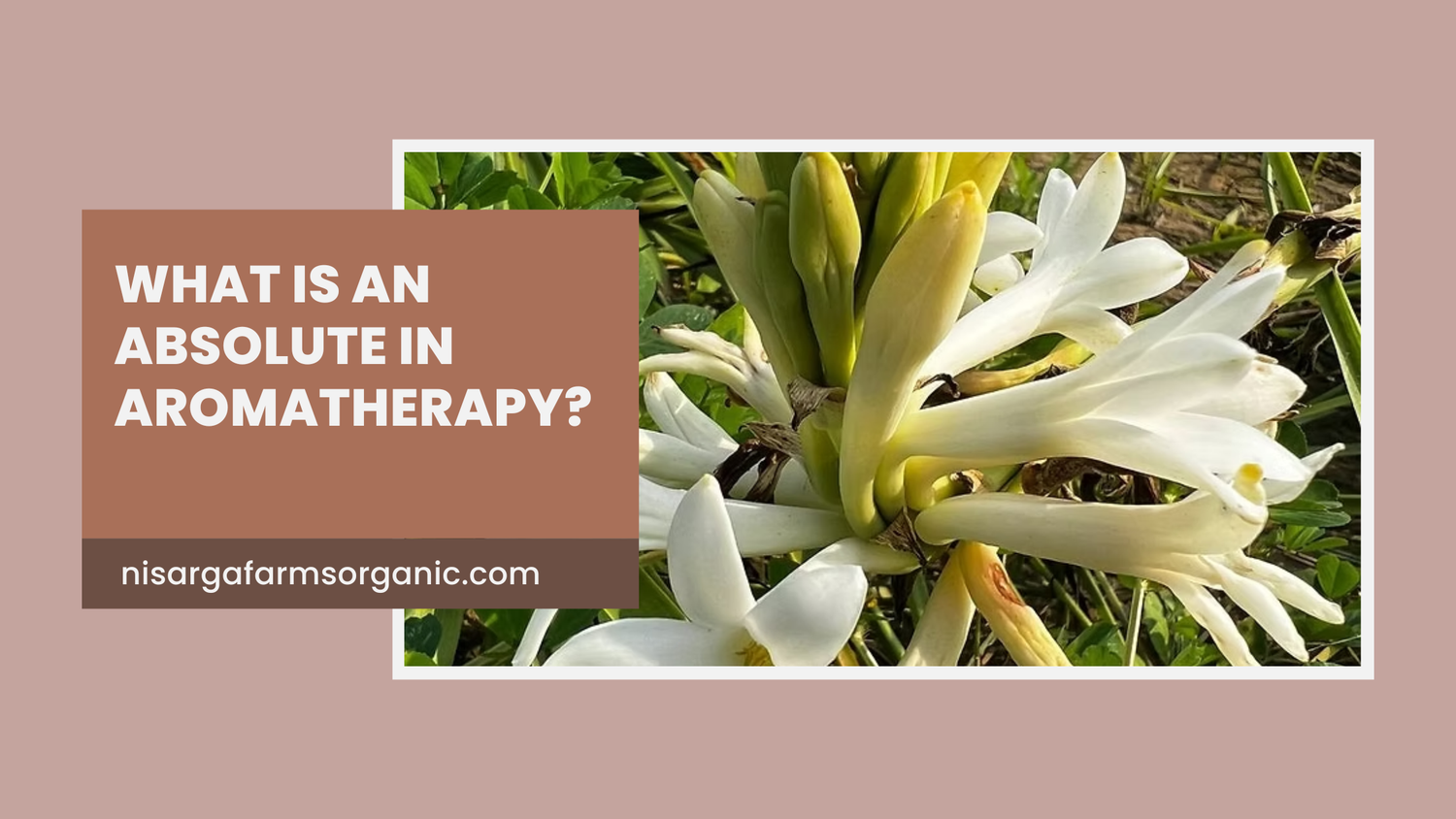 What is an Absolute in Aromatherapy?
