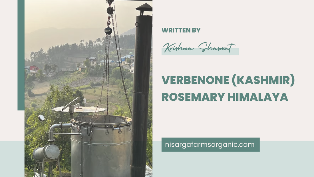 VERBENONE (KASHMIR) ROSEMARY HIMALAYA