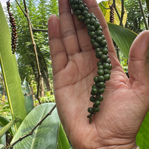 Black Pepper CO2