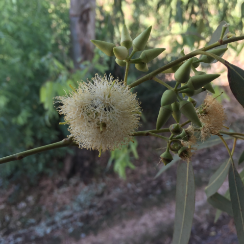 Eucalyptus, Wild