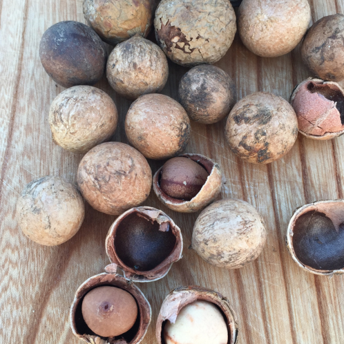 Carrier (Seed) Oils