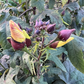 Ambrette (Musk Seed),Wild