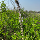 BASIL- Sweet Basil, Linalool
