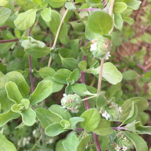 Marjoram (sweet)