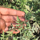 Artemisia Niligarica Essential Oil