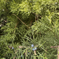 Juniper Leaf Essential Oil