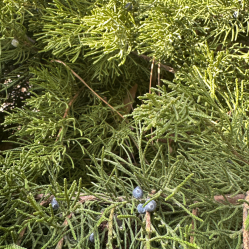 Juniper Leaf Essential Oil