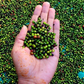 Black Pepper