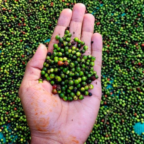 Black Pepper
