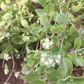 Marjoram (sweet)