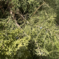 Juniper Leaf Essential Oil