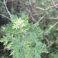 Artemisia Niligarica Essential Oil