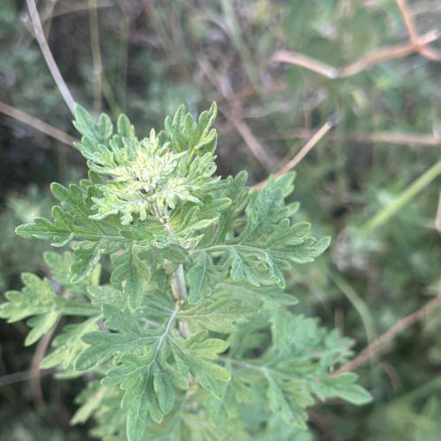 Artemisia Niligarica Essential Oil