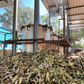 Eucalyptus, Wild
