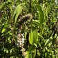 BASIL- Sweet Basil, Linalool