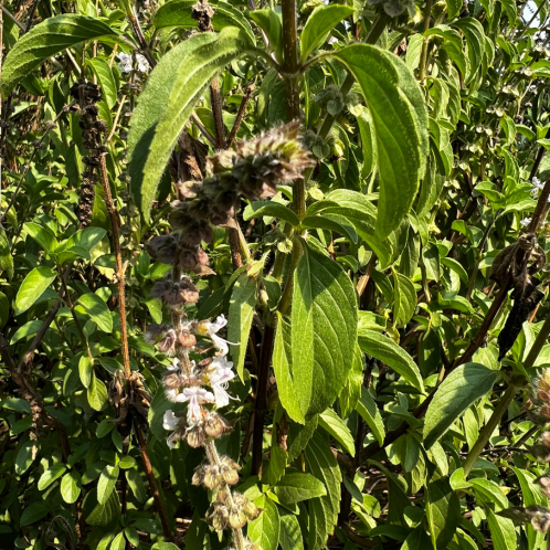BASIL- Sweet Basil, Linalool