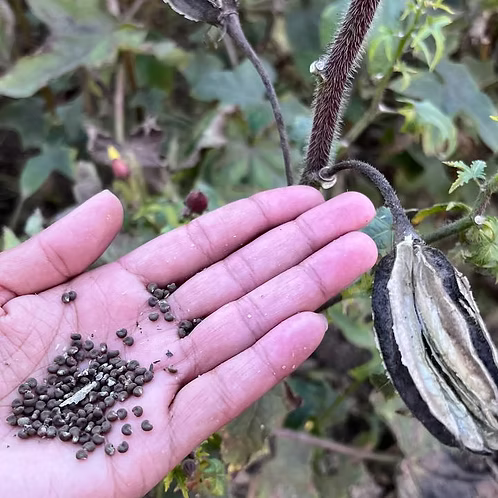 Ambrette Seed (Musk) Essential Oil