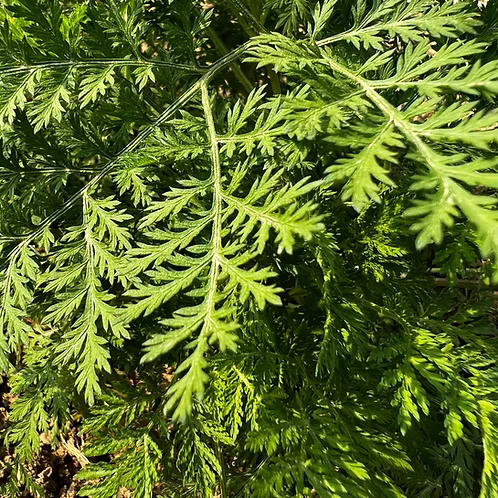 Artemisia Annua Essential Oil, Kashmir/Himalaya