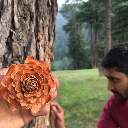 Cedarwood Essential Oil, Kashmir