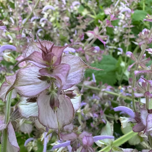 Clary Sage Essential Oil, Kashmir