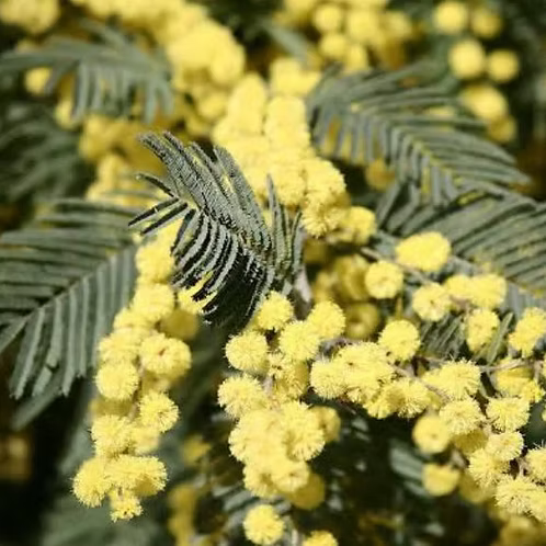 Mimosa Absolute