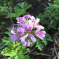 Rose Geranium Essential Oil, Kashmir