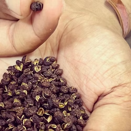 Sichuan Pepper Essential Oil, Kashmir/Himalaya