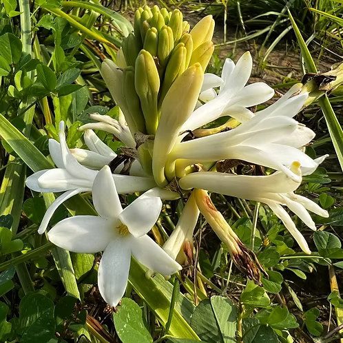 Tuberose Absolute