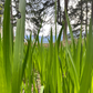 Calamus Essential Oil
