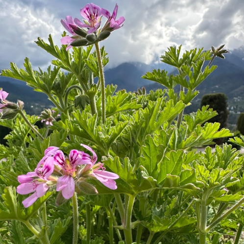 Rose Geranium Essential Oil, Kashmir