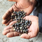Juniper Berry Essential Oil, Kashmir/Himalaya