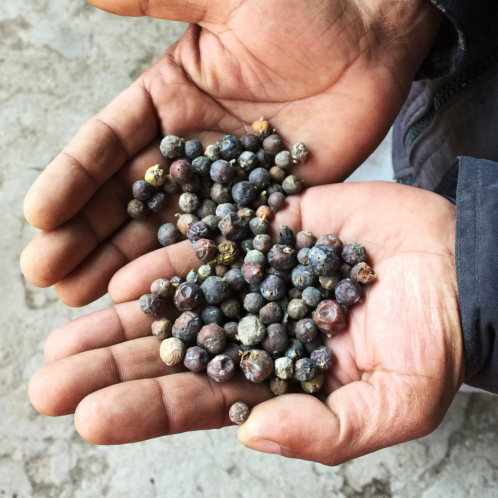 Juniper Berry Essential Oil, Kashmir/Himalaya