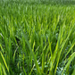 Calamus Essential Oil